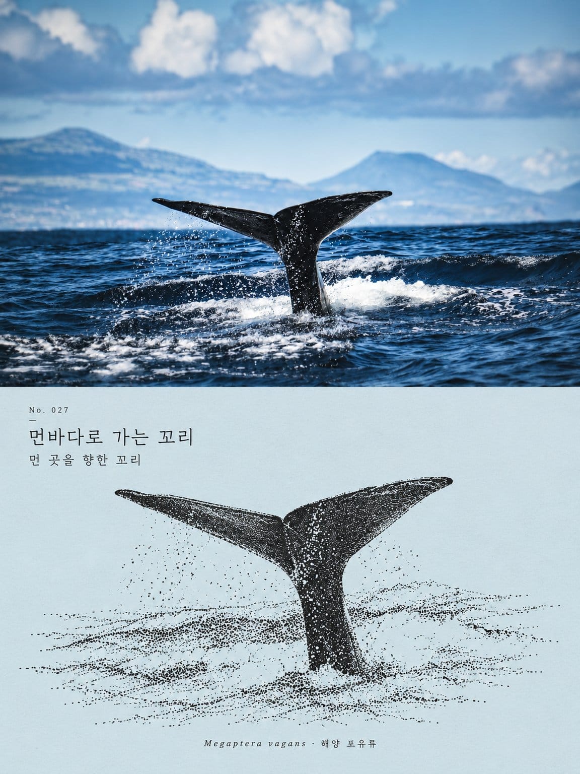 鲸尾摄影与墨水插画双联画